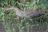 Bare-throated tiger heron