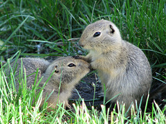 Gopher siblings