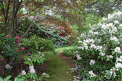 Rhododendron Heaven