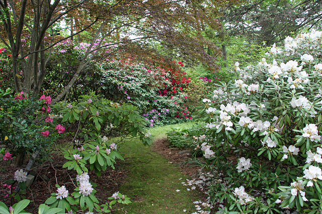 Rhododendron Heaven