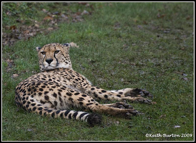 Cheetah, Marwell Zoo