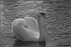 Simply a swan