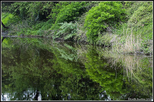 Reflections in green