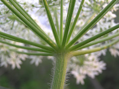 Cow Parsnip