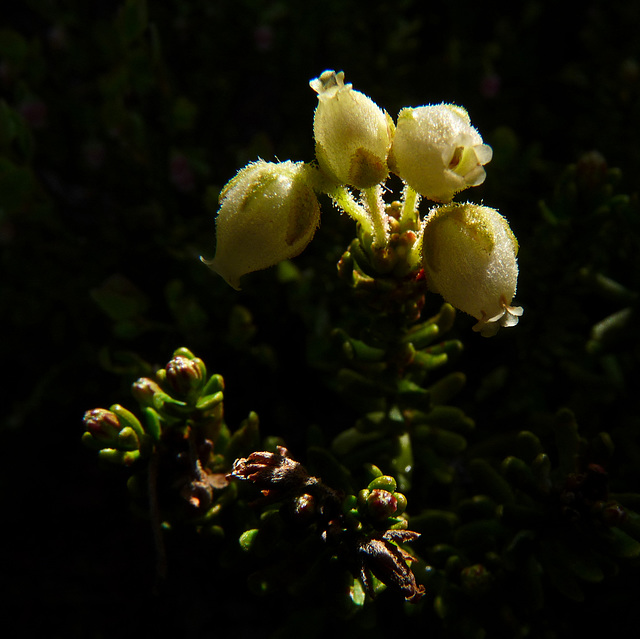 Yellow Heather