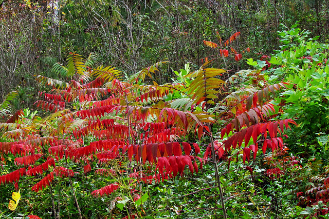 Sumac in Fall