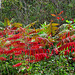 Sumac in Fall