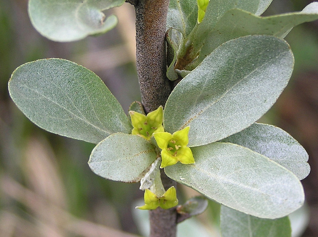 Wolf Willow