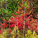 Sumac in Fall