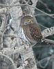 Northern Pygmy Owl 5
