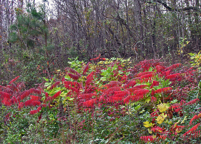 Sumac