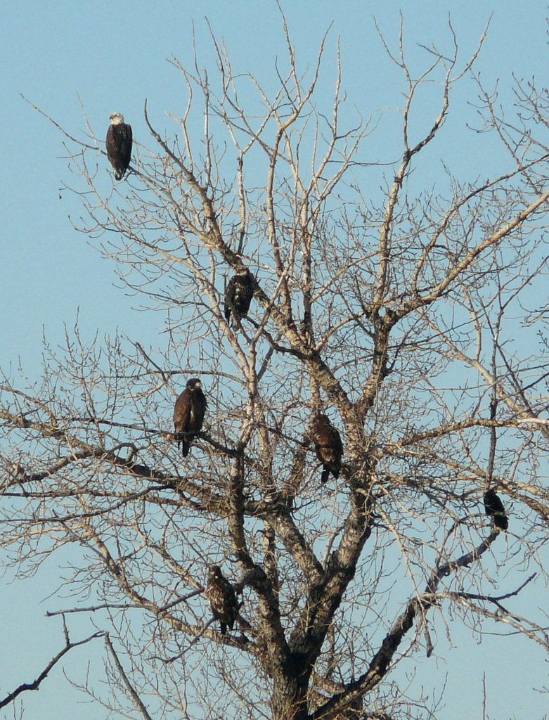 Five Bald Eagles & a Raven