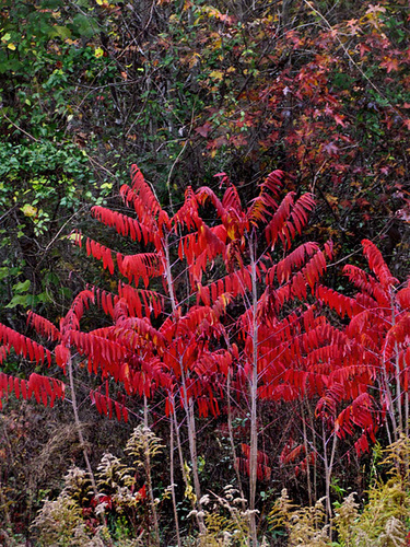 Sumac