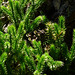 Lycopodium clavatum moss