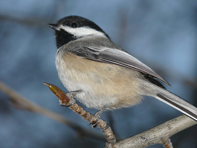 Chickadee at Sikome