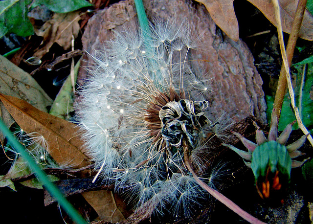 Dandelion Seeds