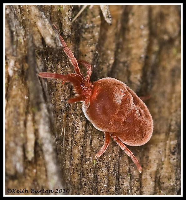 Red Velvet Mite