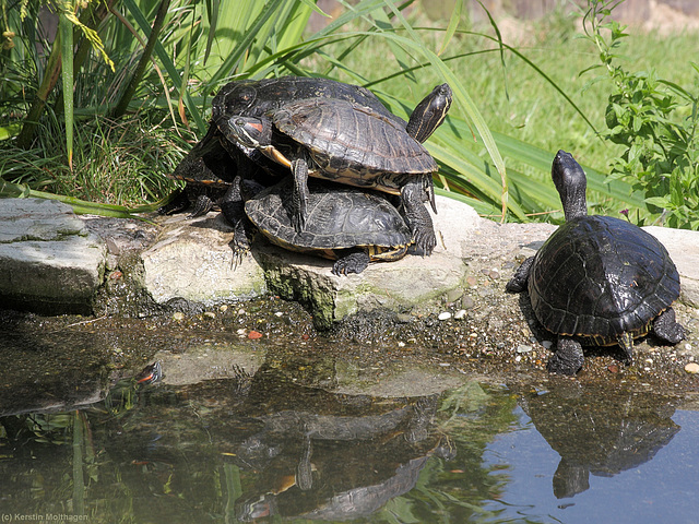 Schildkröten (Opel-Zoo)