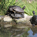 Schildkröten (Opel-Zoo)
