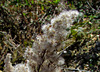 Goldenrod Seeds