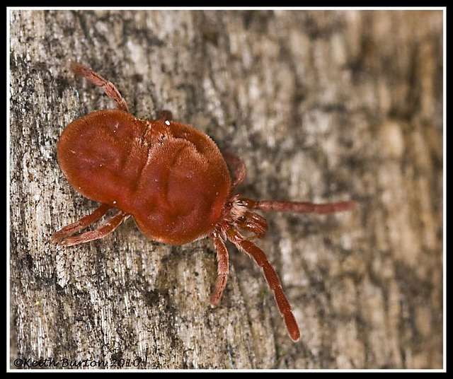 Red Velvet Mite