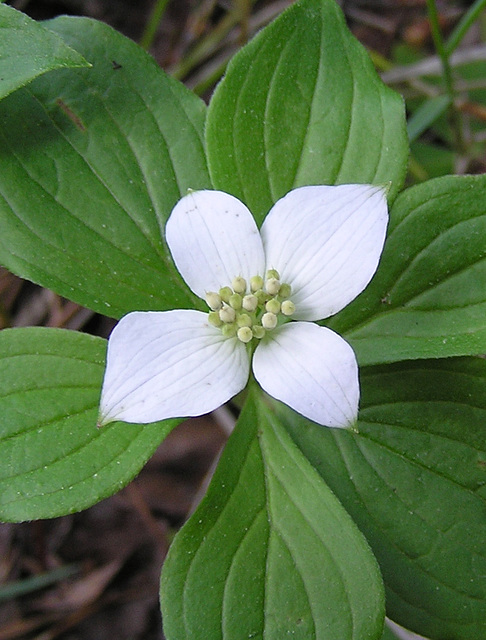 Bunchberry