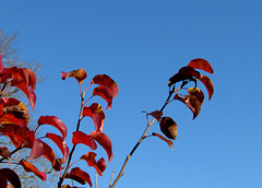 Hawthorn Leaves