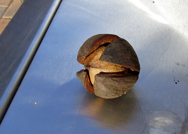 Hickory Nut