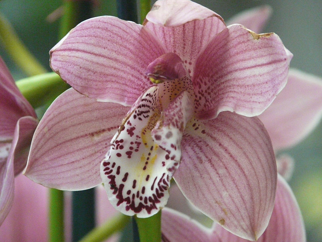 Orchid