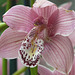 Orchid