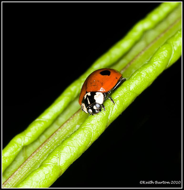 Ladybird