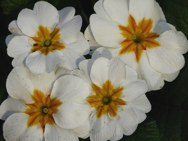 Primula