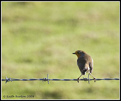 Robin on barbed wire fence