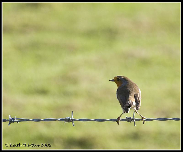Robin on barbed wire fence