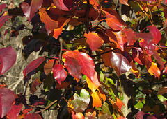 Hawthorn Leaves