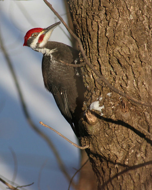 grand pic/pileated woodpecker