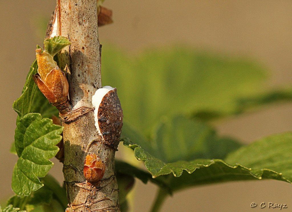 Patio Life: Scale Insect