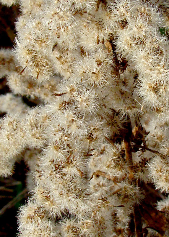 Goldenrod Seed