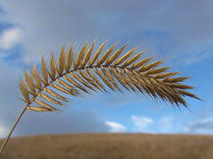 Crested Wheatgrass