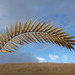 Crested Wheatgrass