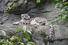 Snow leopard