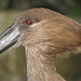 Hammerkop