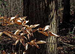 Beech Leaves