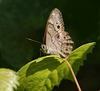 satyre perlé/northern pearly eye