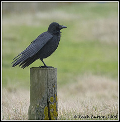 Crow on Post