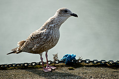 Seagull