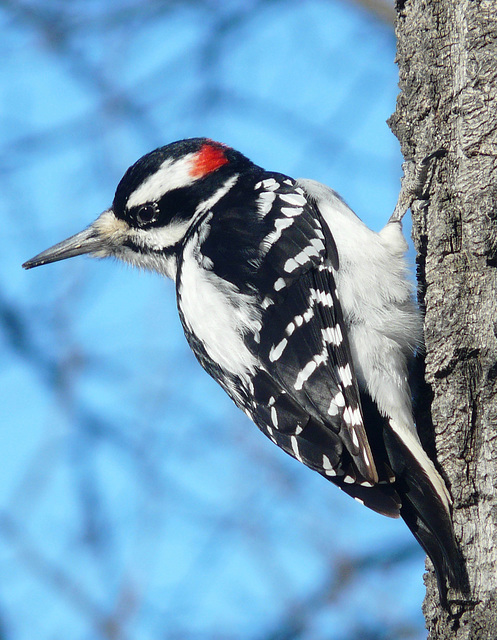 Hairy Woodpecker