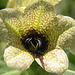 Black Henbane