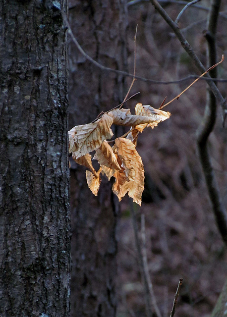 Beech Leaves