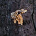 Beech Leaves